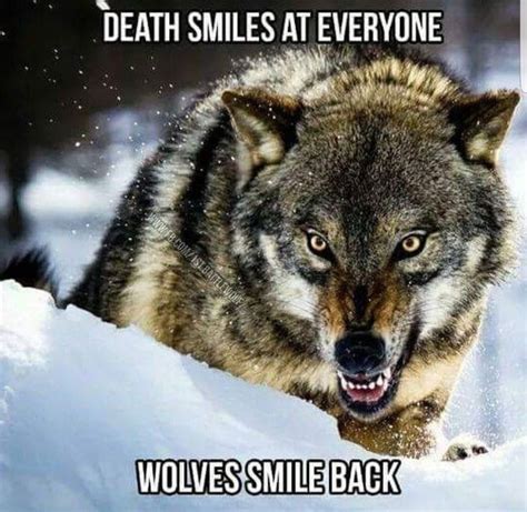 Pin By Jazzy On Wolf Pics Wolf Quotes Angry Wolf Wolf