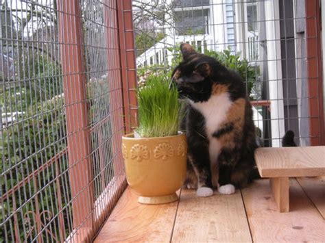 At balcony, catio, cat window box, cat solarium. The Window Box™ Catio - Catio Spaces