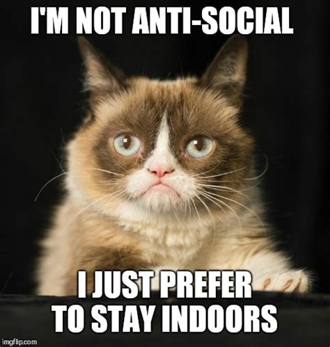 Image Tagged In Grumpy Catintrovertshermits Imgflip