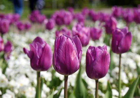 Dezember, wurde für den vom freundeskreis des gartens gestifteten neubau richtfest gefeiert. Kiel-Botanischer Garten - NORDTIPPS - Nordtipps
