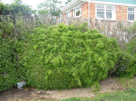 Bushy Asparagus • Weedbusters