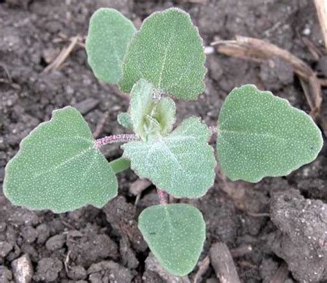 Image result for lambs quarter weed