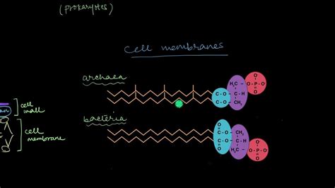 Archaea Biological Classification Biology Khan Academy Youtube