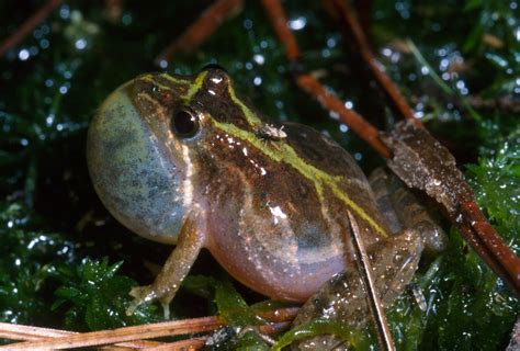 Southern Cricket Frog Frogs And Toads Of Virginia · Inaturalist