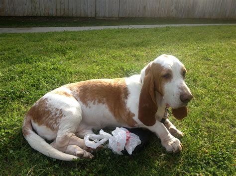 Adopt Basset Hound Rescue Of Southern California Basset Hound