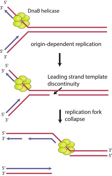 replication fork encounters with leading strand template download scientific diagram
