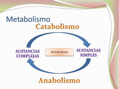 Biolog A Para Tus Tareas El Metabolismo