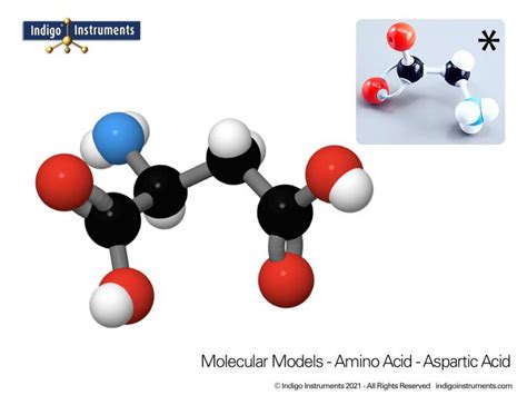 Amino Acids Molecular Model Kit Molymod Hybrid Style