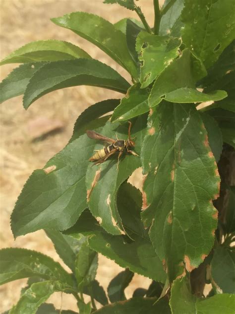 Spraying fruit trees is the best way to avoid these problems, and they work best when they are done at the right time of the year. what kind of bug is this? Eating my fruit tree. : gardening