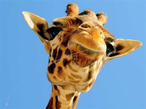 بالصور زرافة عالية الدقة اجمل خلفيات الزرافة 2023 Giraffe