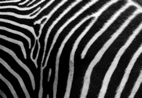 Zebra Print Animals Photos