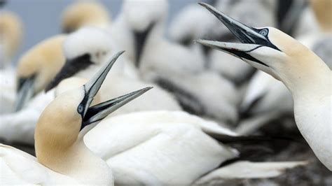 Bass Rock Has World S Largest Colony Of Northern Gannets Bbc News