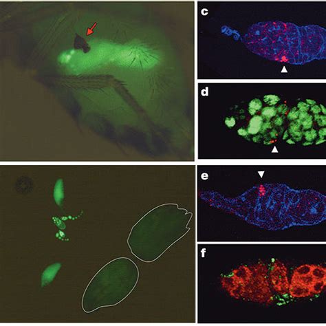 Wolbachia At The Abdominal Cavity Of Maternally Infected Flies Infect