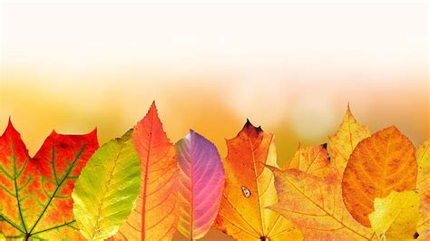 Autumn Background Bg Autumn Leaves Wp Hd Wallpaper Peakpx