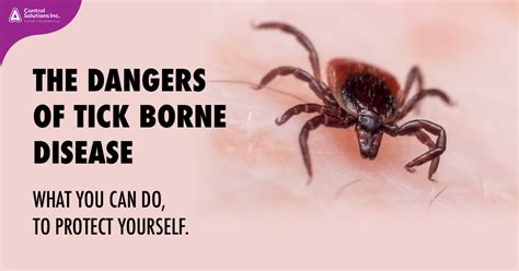 The Dangers Of Tick Borne Disease