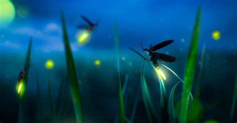 5 Effective Ways To Catch Fireflies Lightning Bugs And Keep Them Safe