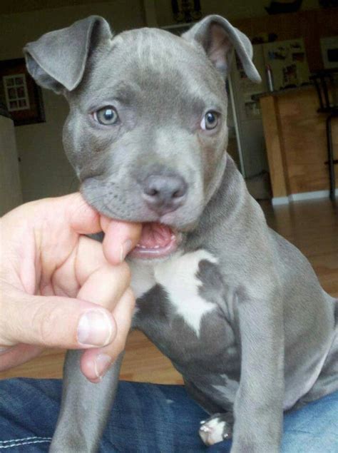 Pitbull Puppies Blue Nose White