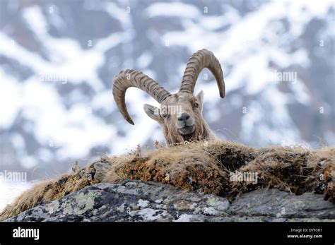 Capricorn Ibex Mountain Goat Cloven Hoofed Animal Horns Bovidae Goat