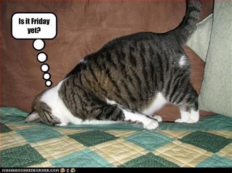 Is It Friday Yet Funny Cat Pictures Funny Animals With Captions