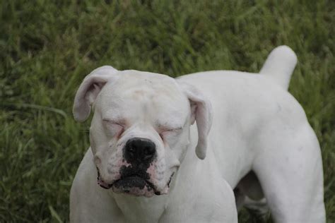 How Much Is A White Boxer Puppy