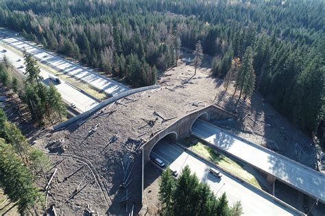 Snoqualmie Pass Wildlife Crossing Structures A Bridge To Safety For