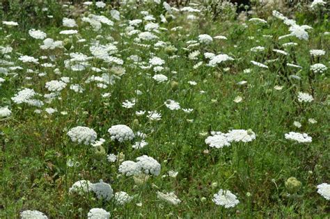 Queen Annes Lace Also Known As Wild Carrot Is A Biennial Weed