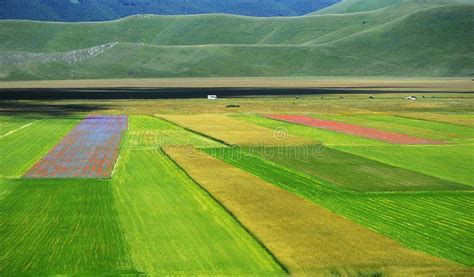 Cultivated And Flowery Fields Of Castelluccio Di Norcia Stock Photo