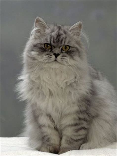 See more of persian cats on facebook. Cat Coats of Rarest Colors - Life With Cats