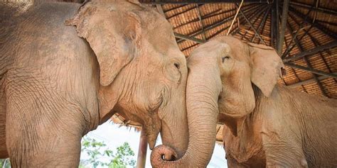 Old Elephants Forced To Give Rides For Decades Are Now Best Friends