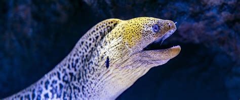 Get To Know Different Types Of Moray Eels In Thailand Ksa Liveaboard