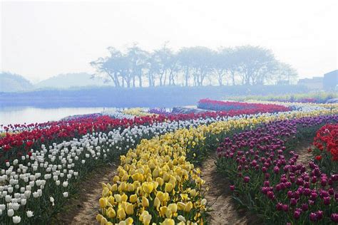 Photo Of The Day A Sea Of Tulips In South Korea South Korea