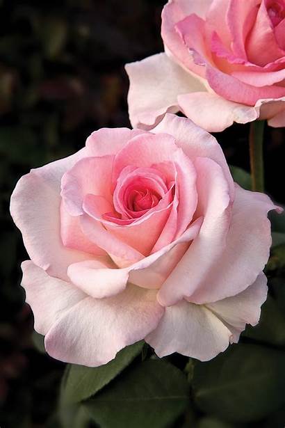 Pink Rosa Rose Roses Promise Tea Hybrid