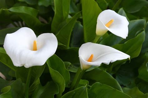 White Calla Lily Flowers The Flower Of Innocence Campestre Al Gov Br