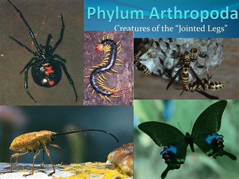 Ppt Phylum Arthropoda Powerpoint Presentation Free Download Id1756180