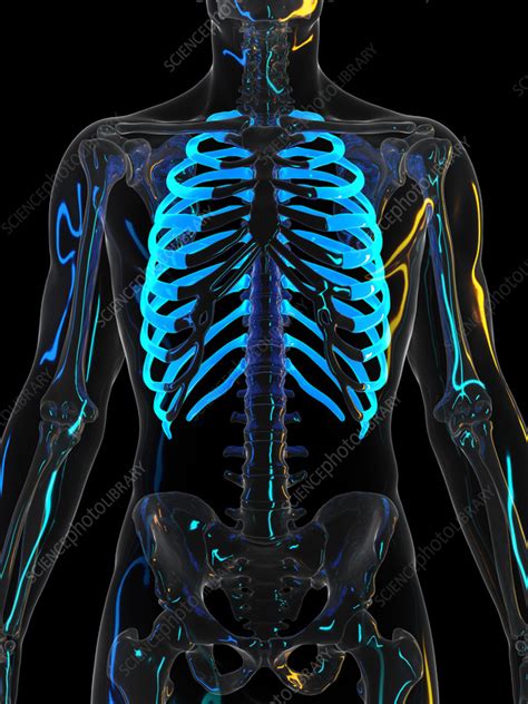 Ribs Illustration Stock Image F0351674 Science Photo Library