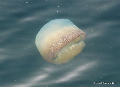 Cannonball Jellyfish Stomolophus Meleagris Aka Cabbage Head Jellyfish