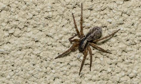 Discover 5 Brown Spiders In Louisiana Az Animals