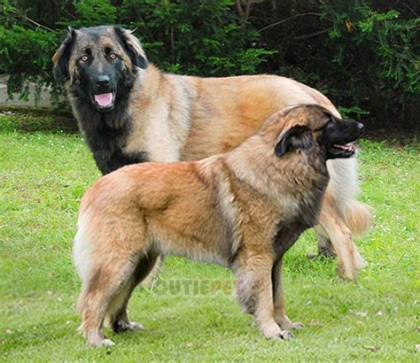 Everything You Know About The Large Breed Of Estrela Mountain Dog