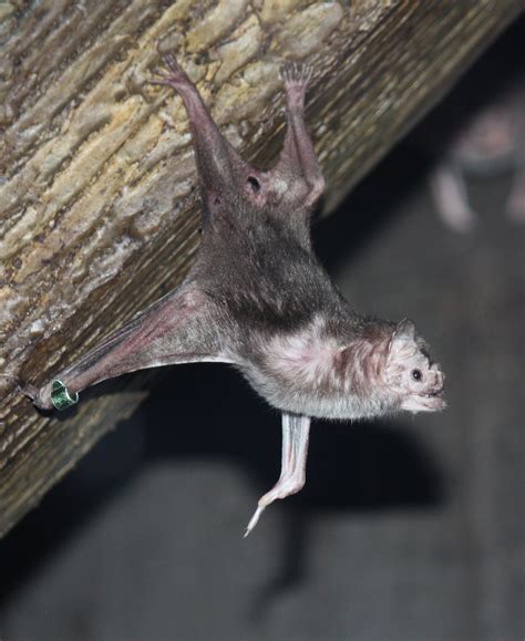 Smithsonian Insider Smithsonian Bat Expert Kristofer Helgen Answers