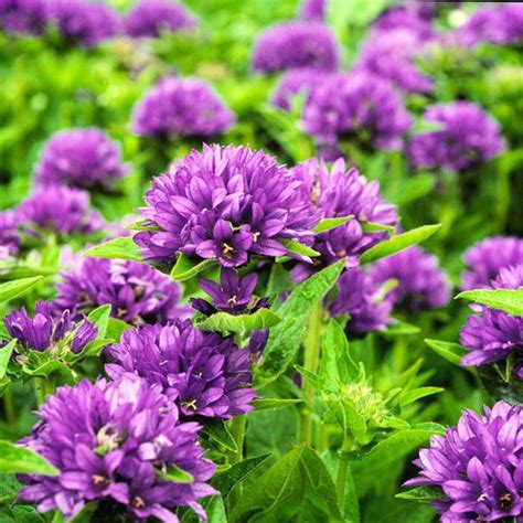The Best Perennials For Cutting Better Homes And Gardens