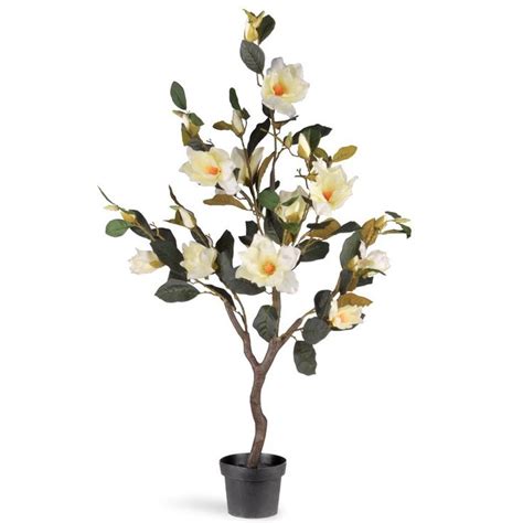 The fruit is an aggregate of follicles. Magnolia Tree in Planter | Magnolia trees, Silk plants ...