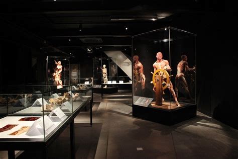 Body Worlds The Happiness Project Showcases Human Anatomy In Amsterdam