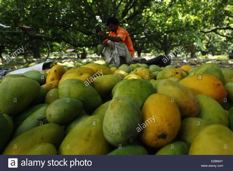 Mango Garden Bangladesh Generally Produces Stock Photos And Mango Garden
