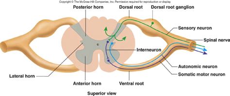 Organs and organ systems represent the highest levels of the body's organization (figure 1). Spinal Cord and Spinal Nerves at San Beda College - Manila ...