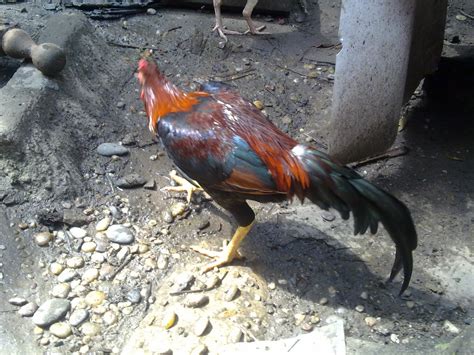 Reban anak ayam ini diperbuat daripada rangka almari terpakai dan menggunakan jaring nylon yang halus bagi mengelakkan nyamuk, lalat atau serangga lain daripada memasukinya. Ayam Sabung: AYAM-AYAM KAMPUNG DI REBAN