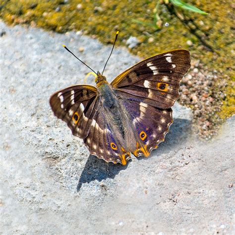 Lesser Purple Emperor Male Photo Tom Leroy Photos At