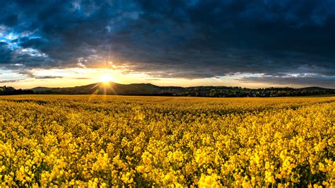 Yellow Rapeseed Field During Sunrise Hd Flowers Wallpapers Hd