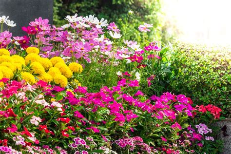 Les Fleurs à Planter Pour Un Jardin Resplendissant Au Mois Daoût