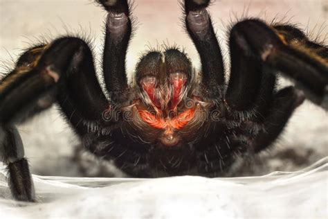 Spider Fangs Stock Photo Image Of Female Animal White 53706398