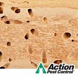 Photos of Termite Damage Early Signs